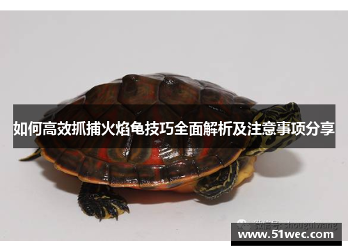 如何高效抓捕火焰龟技巧全面解析及注意事项分享